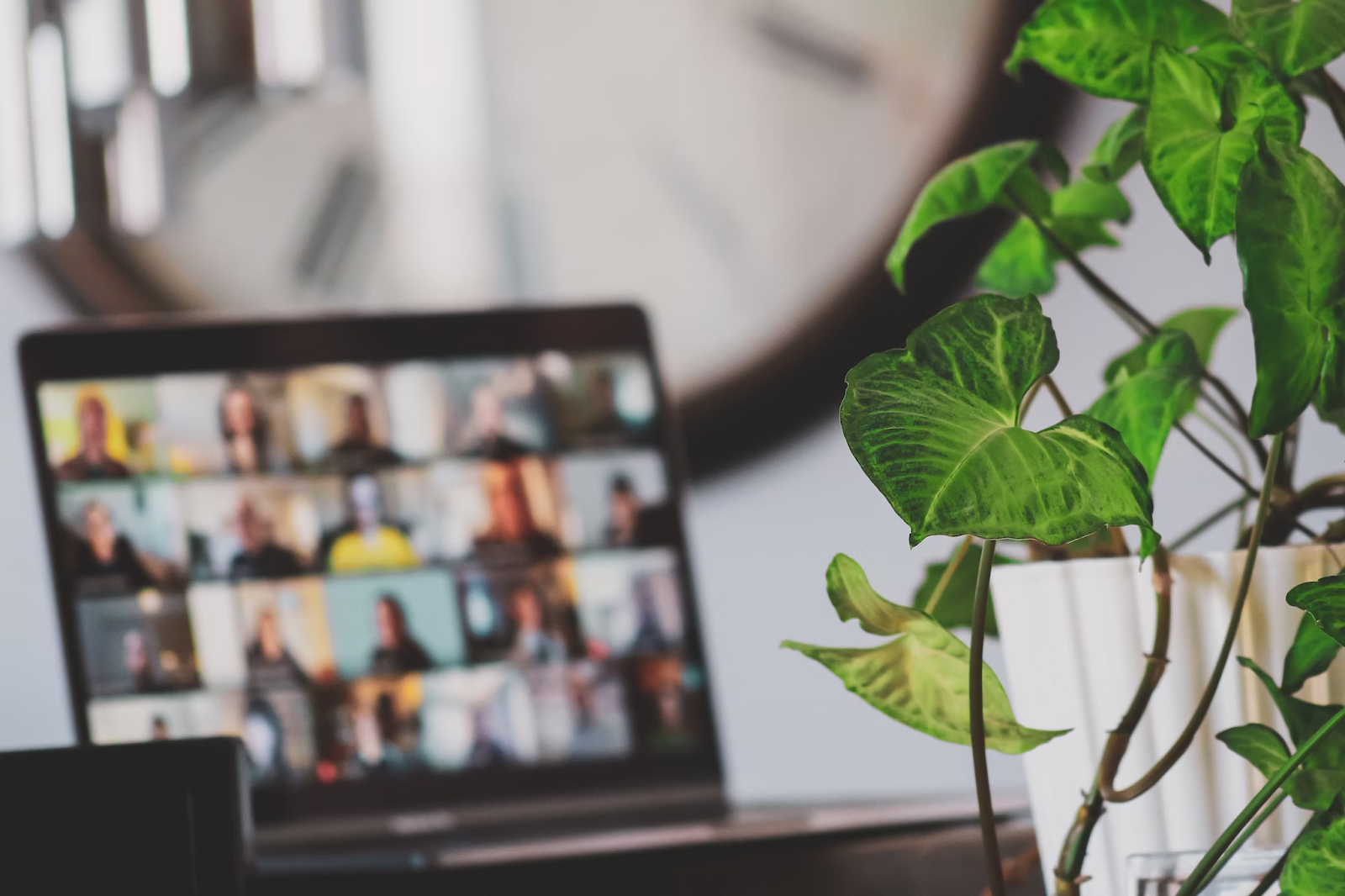 Laptop computer in soft focus with plant in foreground.